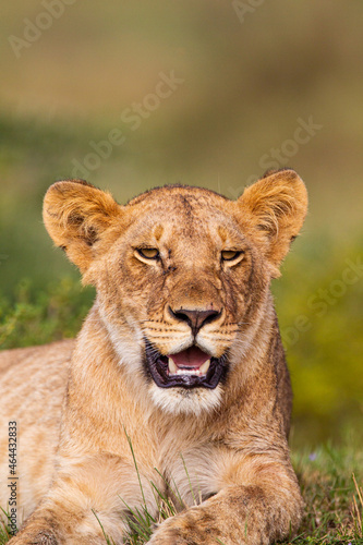 Young lions of the Marsh Pride relax in the grass of the Masai Mara  Kenya