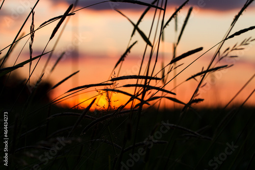 silhouette of grass in sunset