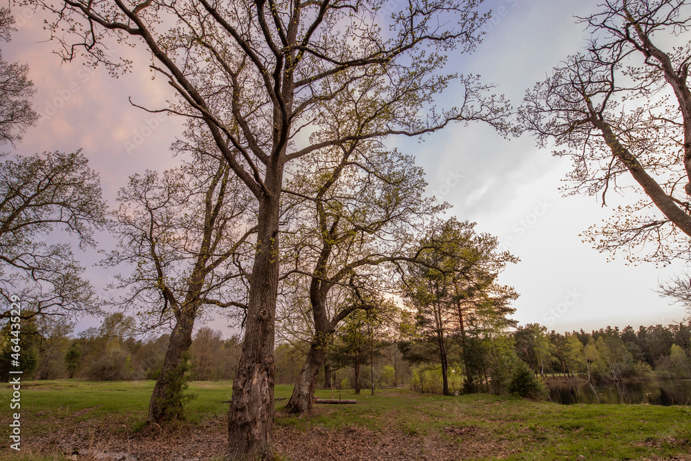Picturesque landscape of spring evening. Oak grove in spring. Young greenery on trees and ground.