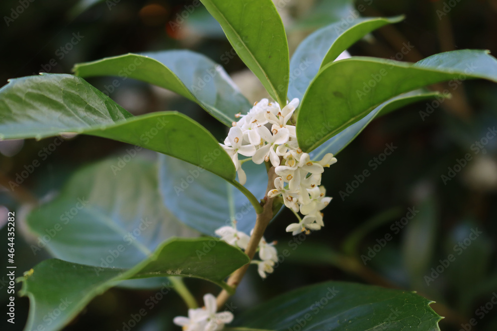White Sweet osmanthus flowers on bush in the garden. Osmanthus fragrant in bloom on summer White Sweet osmanthus flowers on bush in the garden. Osmanthus fragrant in bloom on summer