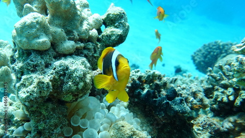 Clown fish amphiprion (Amphiprioninae). Red sea clown fish.