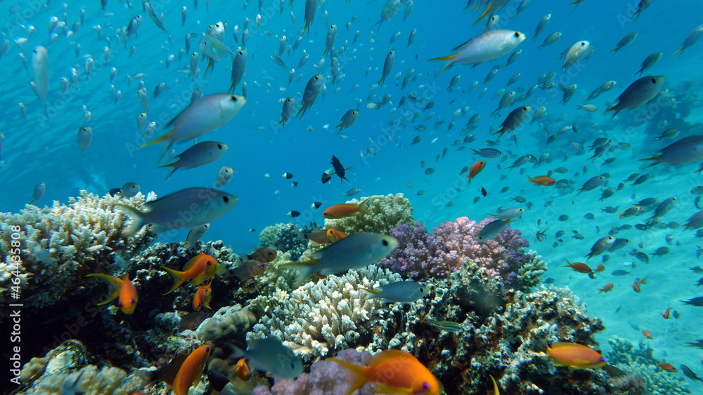 Beautiful fish on the Red Sea reef. Beautiful fish on the Red Sea reef.