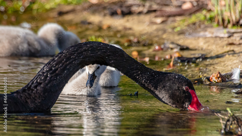 Fototapeta premium Black Swan and Cygnets