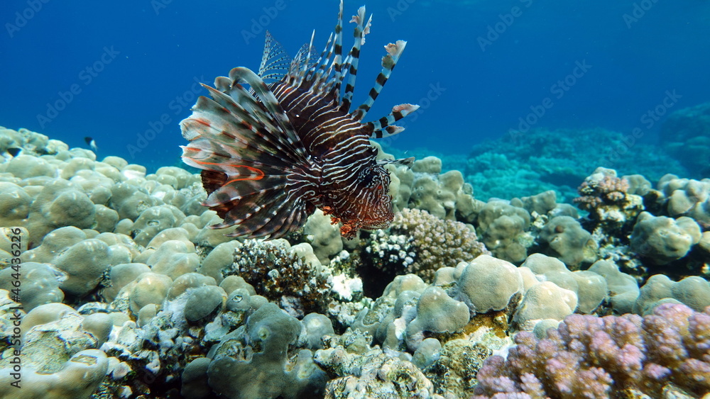 Lion Fish in the Red Sea. Lion Fish in the Red Sea.