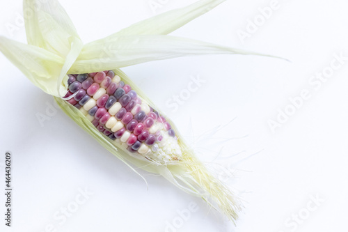 close up of corn in multi colors isolated on white background for text and copy space.