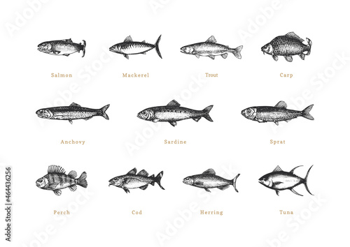 Fishes, vintage collection in vector. Drawn set.