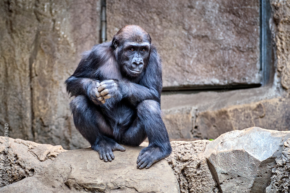 Westlicher Flachlandgorilla ( Gorilla gorilla gorilla ). Westlicher Flachlandgorilla ( Gorilla gorilla gorilla ).