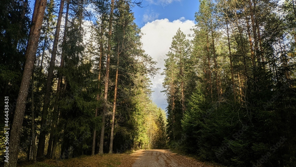 Obraz premium path in the forest