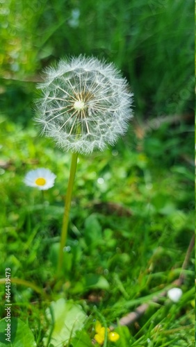 dandelion