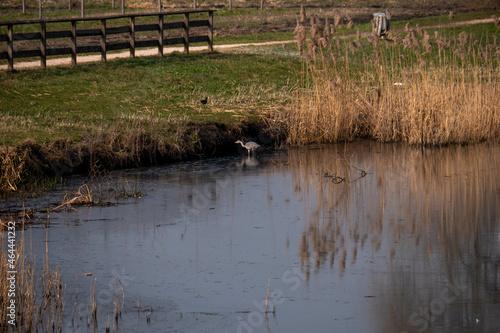 Lagoon park in Italy near Verona in Veneto region photo