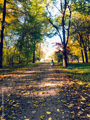 autumn in the park