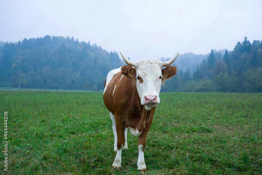cow grazing on the mountains of Friuli, Italy