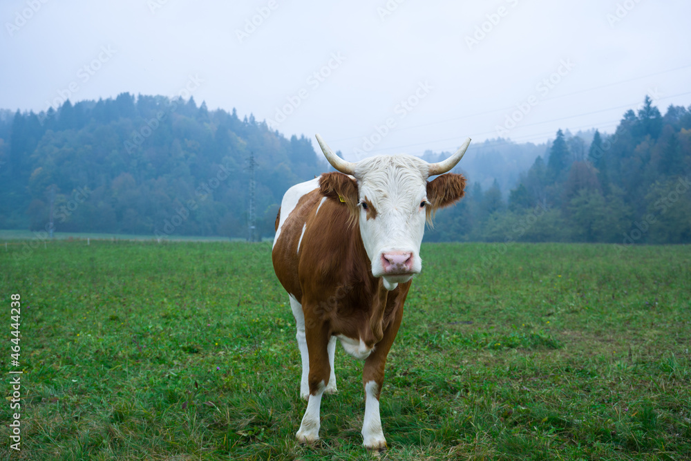 cow grazing on the mountains of Friuli, Italy cow grazing on the mountains of Friuli, Italy