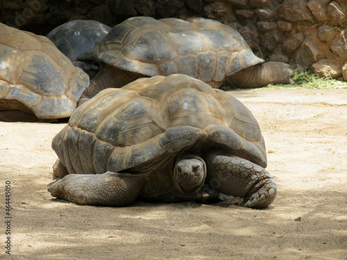 Old Big African Tortoise Laying In The Shade On A Sunny Day