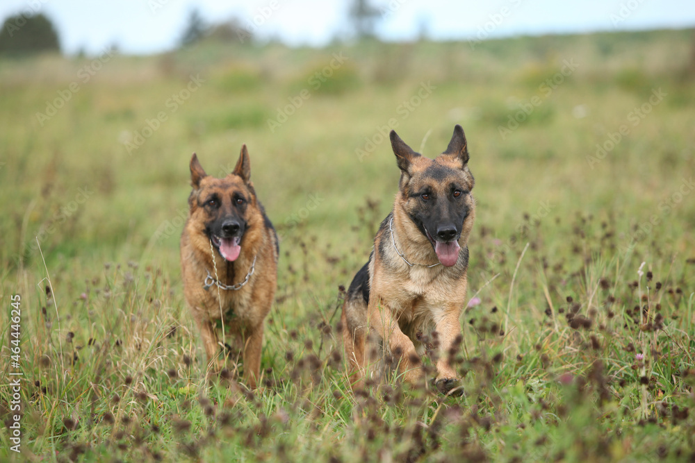 Amazing couple of German shepherd in autumn Amazing couple of German shepherd in autumn