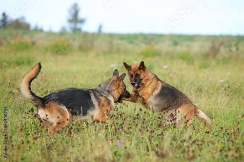 Amazing couple of German shepherd in autumn