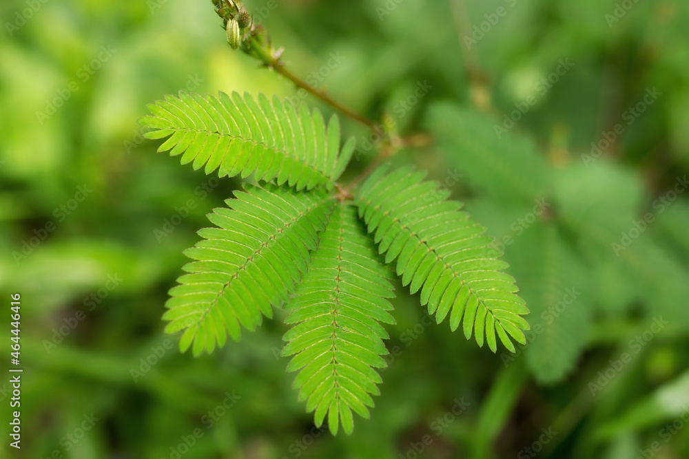 A sensitive compound leaf of Mimosa pudica - sensitive plant, shame plant, touch-me-not. A sensitive compound leaf of Mimosa pudica - sensitive plant, shame plant, touch-me-not.