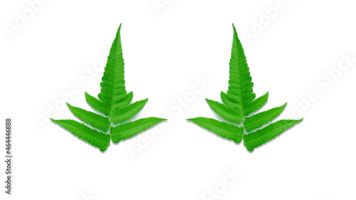 A pair of ornamental treetops isolated on a white background for illustration or other design.
