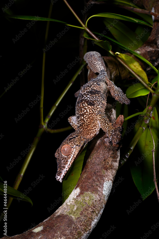 Henkel's leaf-tailed gecko // Henkels Blattschwanzgecko (Uroplatus henkeli) Henkel's leaf-tailed gecko // Henkels Blattschwanzgecko (Uroplatus henkeli)
