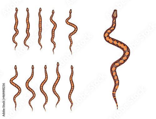 Animal Animation Sequence Rainbow Boa Cartoon Vector