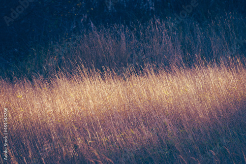 morning light in the grass