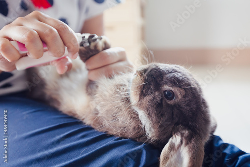 Owner trimming nails of her pet cute rabbit. Domestic rabbit lying down on owner lap to get cut finger nail with special scissors for pet care. Take care pets and animals concept.