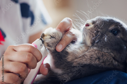 Owner trimming nails of her pet cute rabbit. Domestic rabbit lying down on owner lap to get cut finger nail with special scissors for pet care. Take care pets and animals concept.
