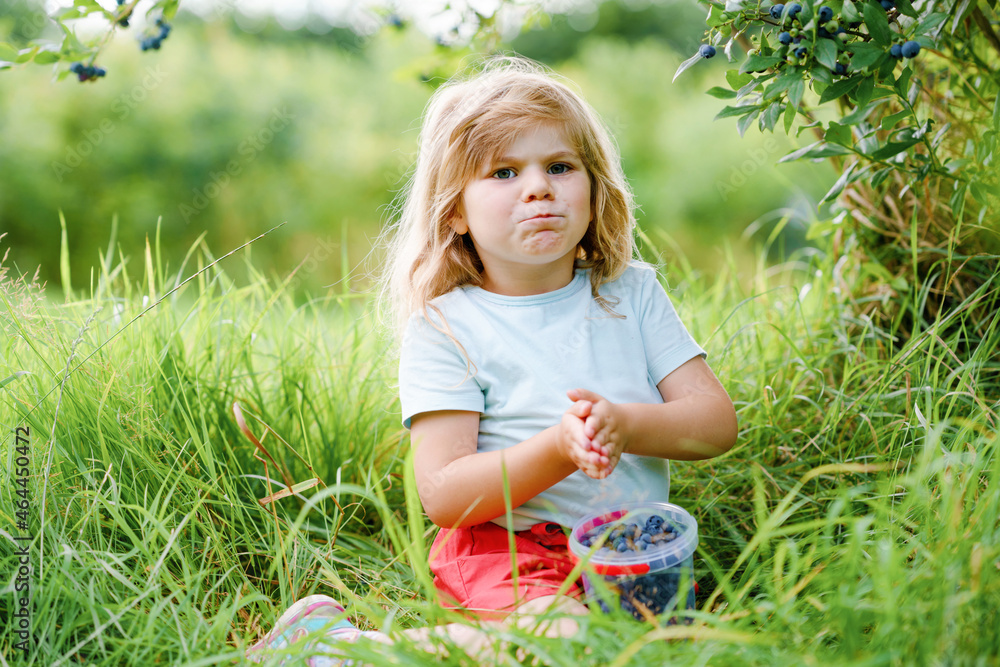 Fototapeta premium Little preschool girl picking fresh berries on blueberry field. Toddler child pick blue berry on organic orchard farm. Toddler farming. Preschooler gardening. Summer family fun. Healthy bio food.