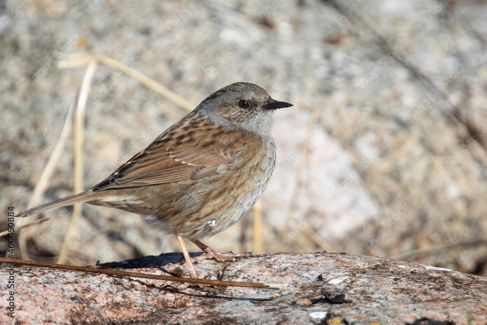 Dunnock Dunnock
