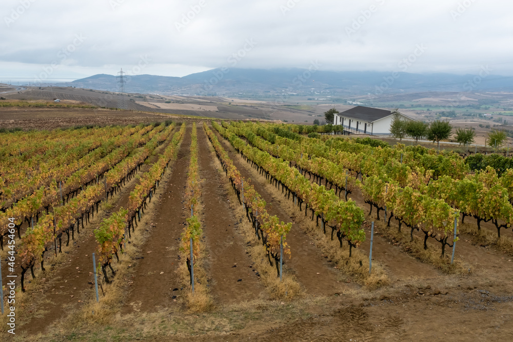 vineyard and grape leaves, front view