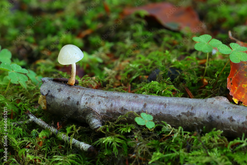 Tiny Fungi (Physalacriaceae) growing on a small Tree Branch on a Forest Floor, Hamsterly, England, UK. Tiny Fungi (Physalacriaceae) growing on a small Tree Branch on a Forest Floor, Hamsterly, England, UK.
