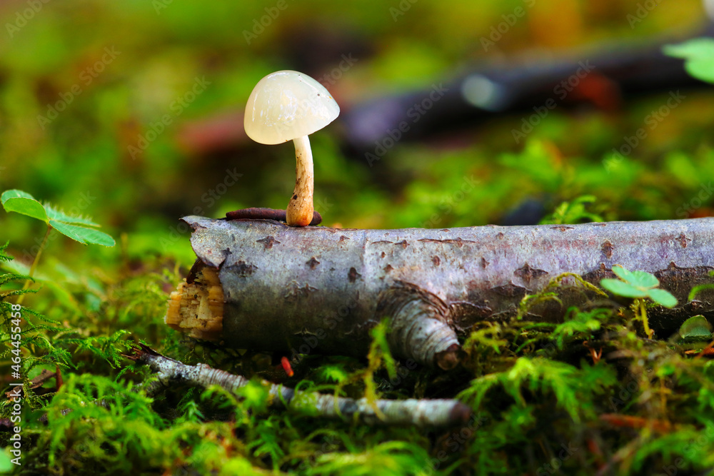 Tiny Fungi (Physalacriaceae) growing on a small Tree Branch on a Forest Floor, Hamsterly, England, UK.