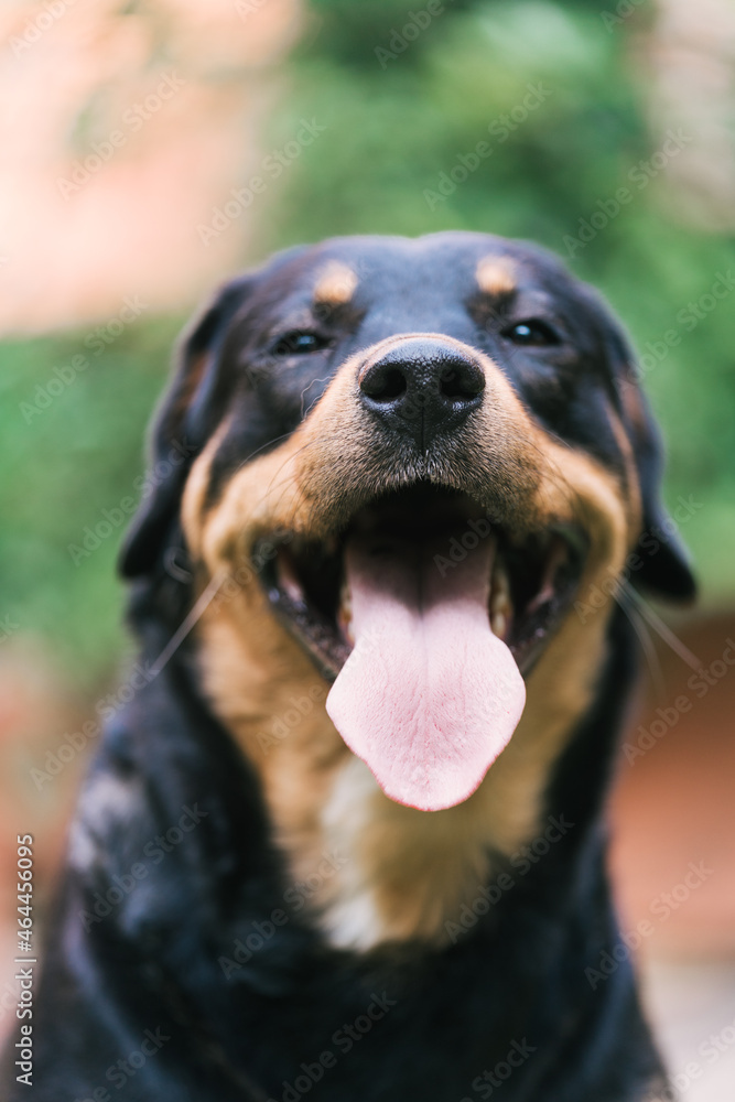 Rottweiler posing in front of the camera Rottweiler posing in front of the camera