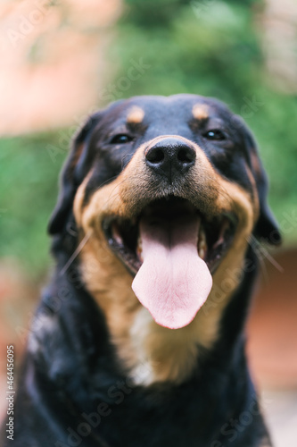 Rottweiler posing in front of the camera