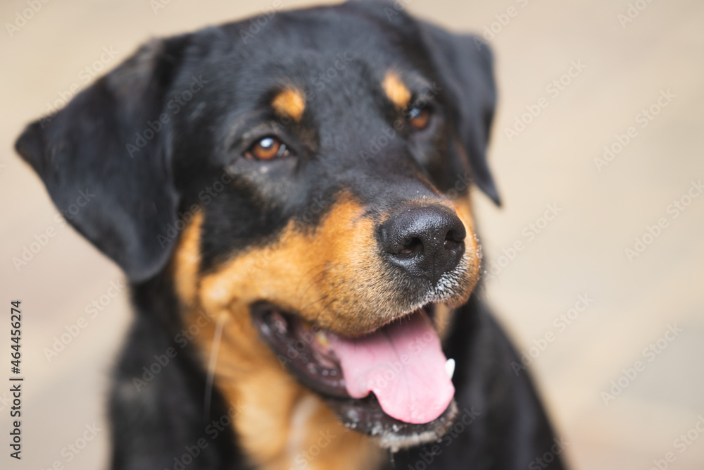 Rottweiler posing in front of the camera