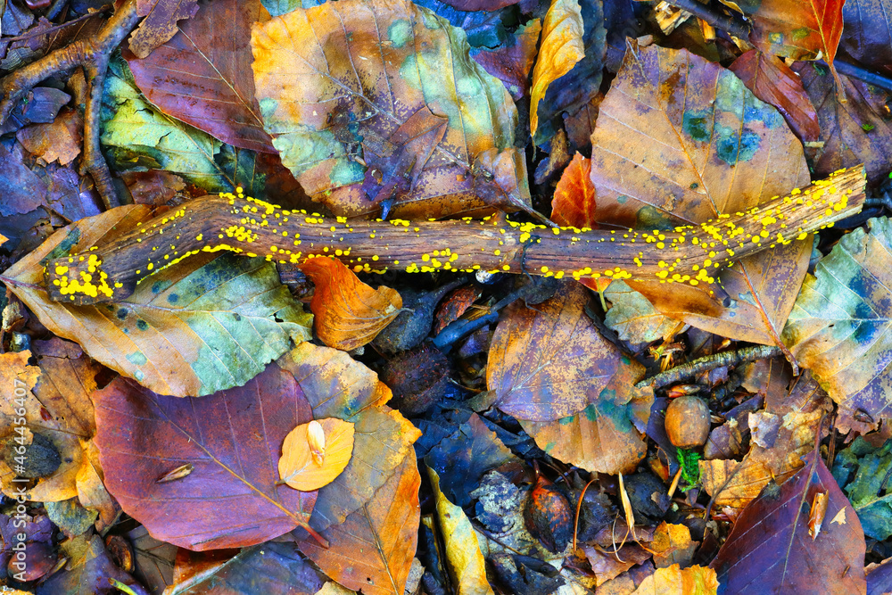 Ταπετσαρία Autumn foliage on a Forest Floor at Hamsterley, County Durham, England, United Kingdom