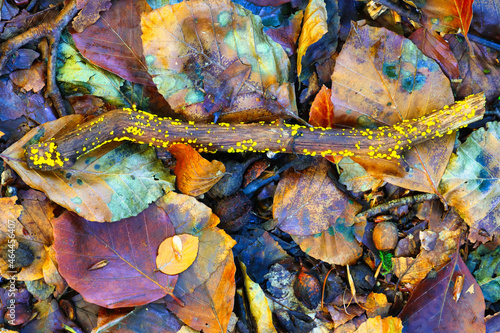 Autumn foliage on a Forest Floor at Hamsterley, County Durham, England, United Kingdom.