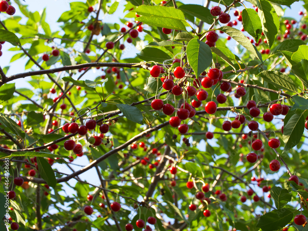 There are a lot of red berries on the branches of a cherry tree. There are a lot of red berries on the branches of a cherry tree.
