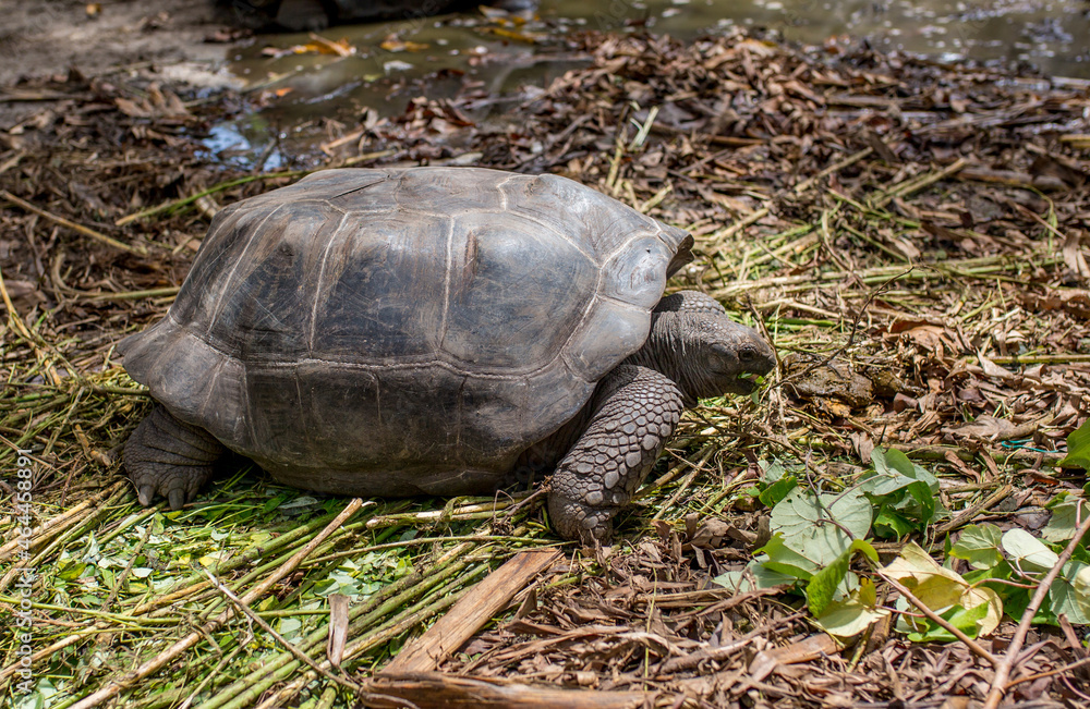Fototapeta premium Gigantic Turtles in Seychelles, Rare Endemic Species, Giant Turtle, Aldabra Island, Population,Gigantic Turtles in Seychelles, Rare Endemic Species, Giant Turtle, Aldabra Island, Population, in Water