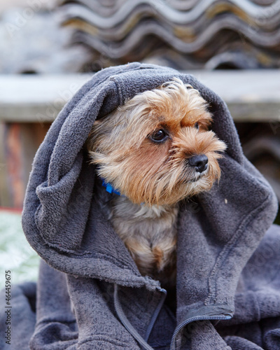Funny yorkshire terrier in a cloak. Portrait of nice dog