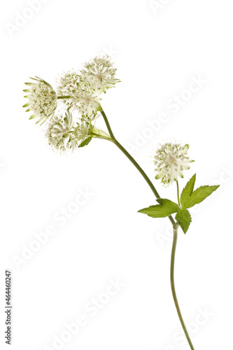 Inflorescence of white flowers Astrantia isolated on white background.