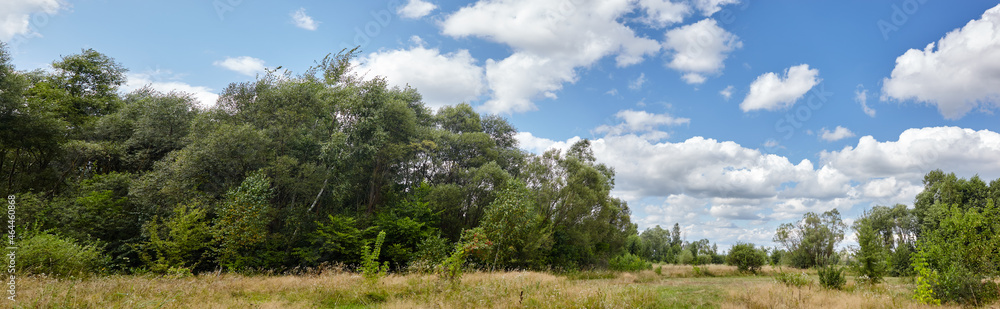 Panoramic photo of summer forest on the horizon against the blue sky. Beautiful landscape of green trees and blue sky background Panoramic photo of summer forest on the horizon against the blue sky. Beautiful landscape of green trees and blue sky background