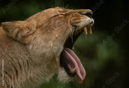 Löwin gähnend mit Maul auf