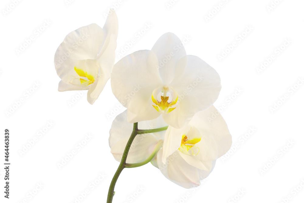 a branch with an inflorescence of a white orchid, isolate on a contrasting background