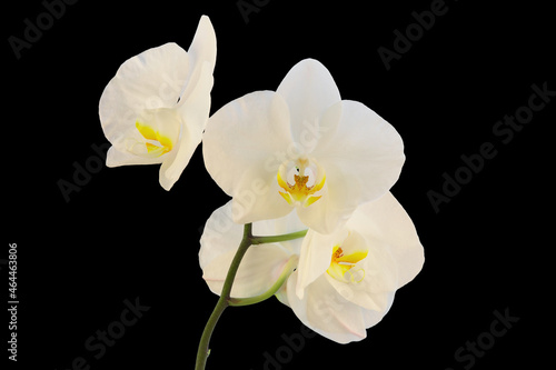 a branch with an inflorescence of a white orchid, isolate on a contrasting background