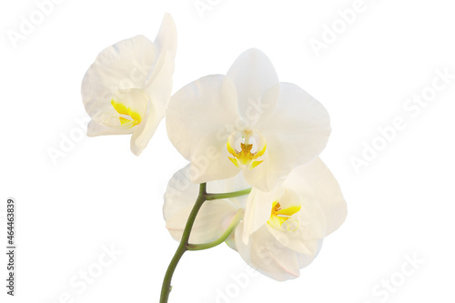 a branch with an inflorescence of a white orchid  isolate on a contrasting background