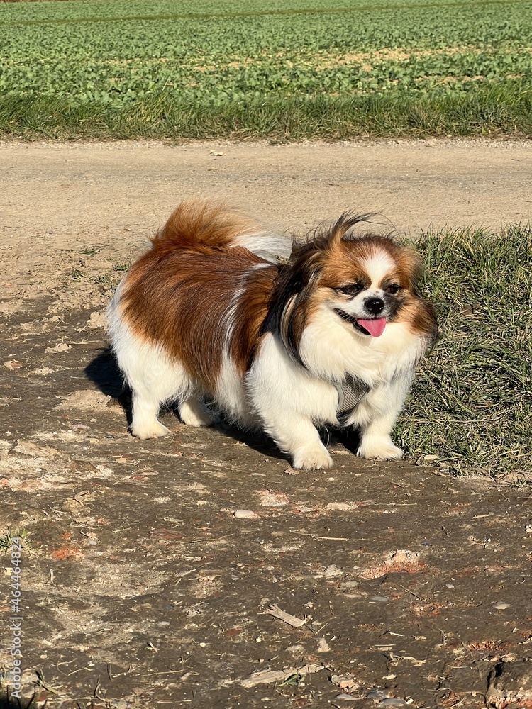 Kleiner Hund ist KO vom Spaziergang und steht mit raushängender Zunge auf einem Feldweg.
Haustier, Gassi, Tibet Spaniel