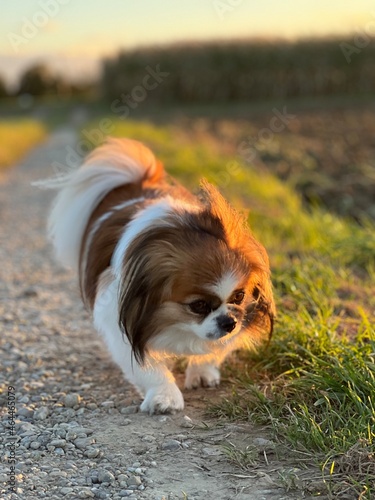 Kleiner Hund läuft auf einem Feldweg spazieren und wird dabei seitlich von der Sonne angestrahlt. Herbststimmung, Tibet Spaniel, Haustier, Spaziergang © Andreas Don Duering