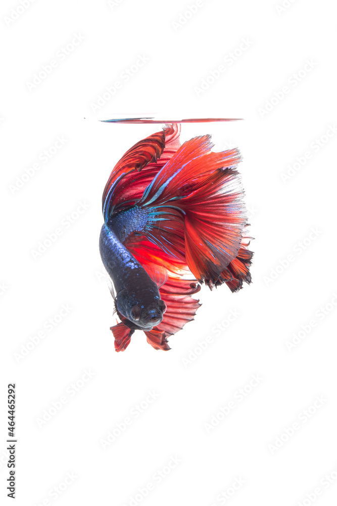 Fototapeta premium Colorful Thai betta fish Siamese fighting fish (Rosetail) (halfmoon), dragon fighting fish, Betta splendens. On a white background.