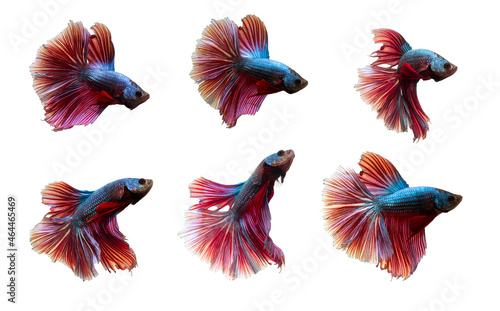 Collection of colorful Thai betta fish, Siamese fighting fish (Rosetail) (halfmoon), dragon fighting fish, Betta splendens. On white background.